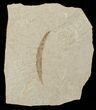 Fossil Pseudosalix Leaf - Green River Formation #16307-1